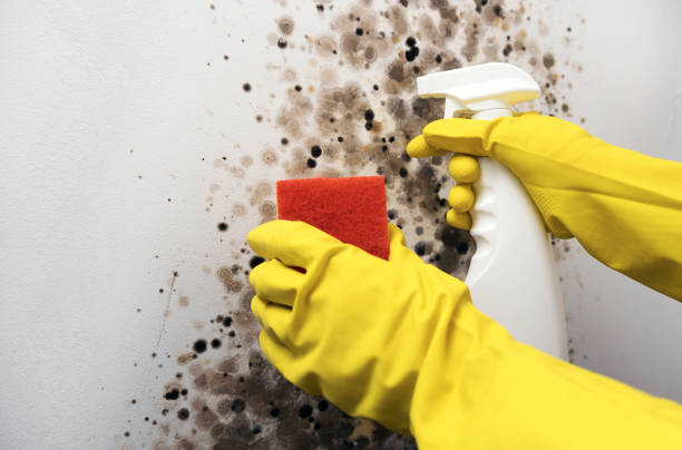 Best Certified Mold Removal  in Edgar, WI