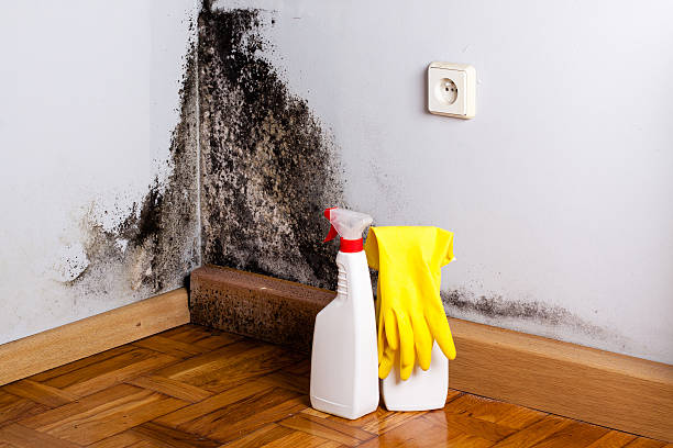 Best Toxic Mold Removal  in Edgar, WI