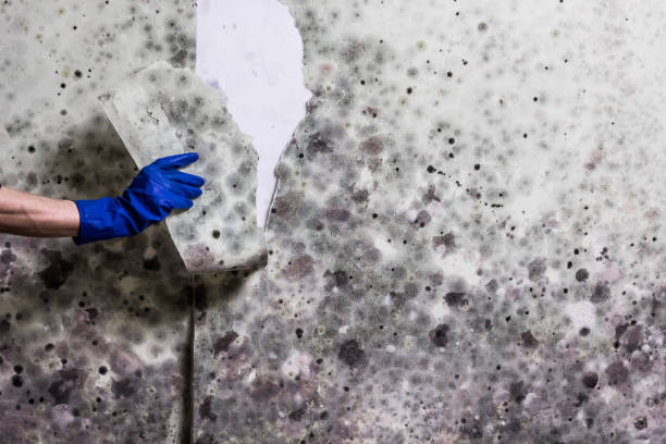 Best Mold Damage Repair  in Edgar, WI