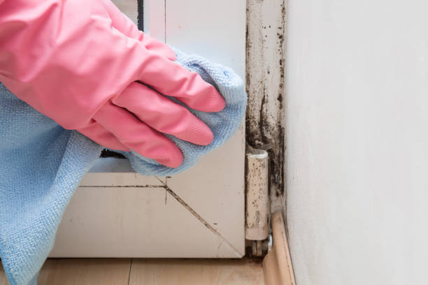 Best Fast Mold Removal  in Edgar, WI
